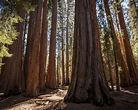 Congress Trail - Sequoia and Kings Canyon National Park